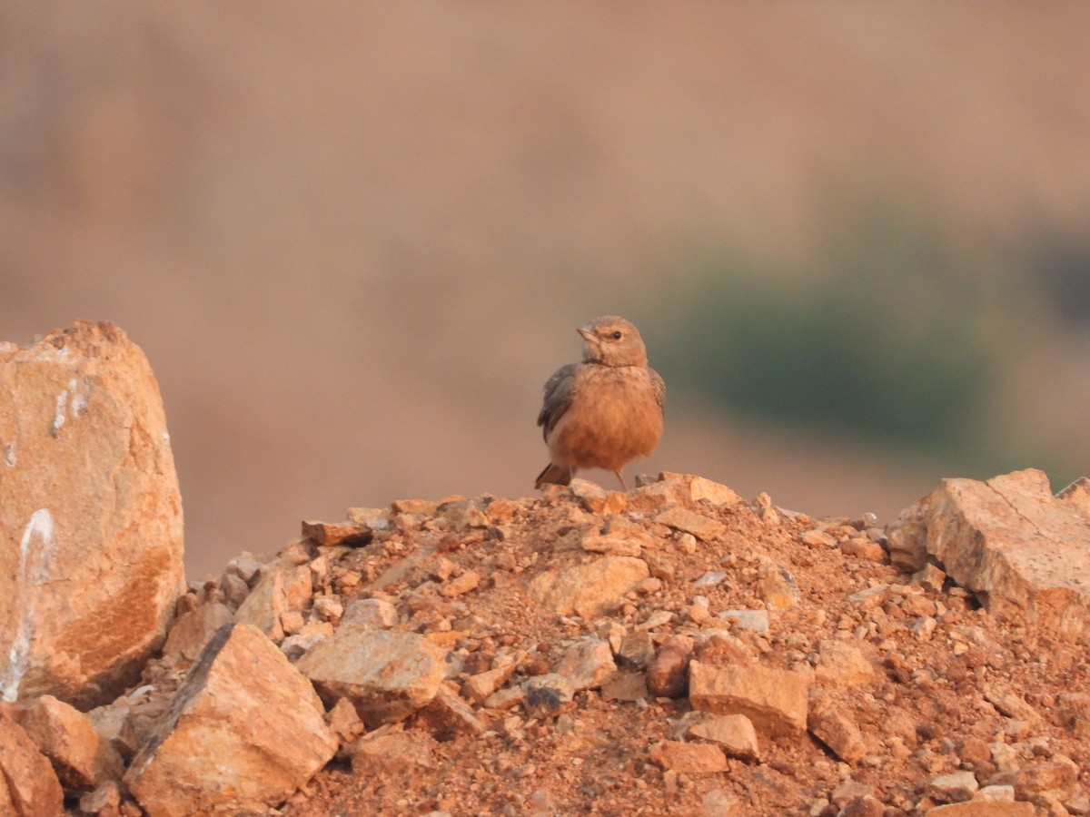 Rufous-tailed Lark - ML523835891