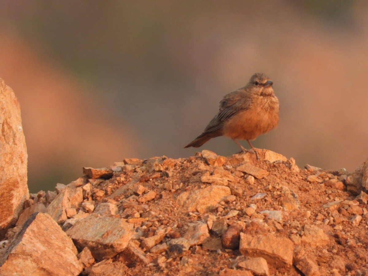Rufous-tailed Lark - ML523835901