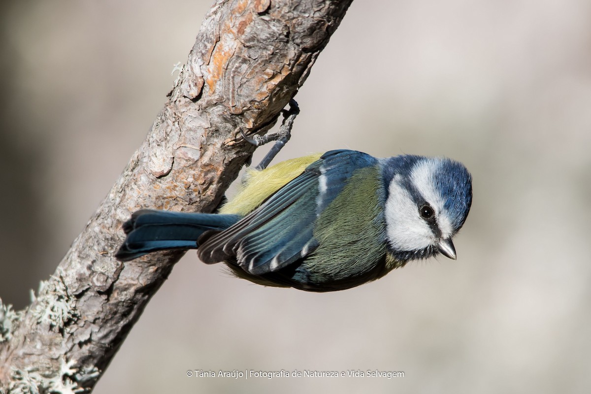Eurasian Blue Tit - Tânia Araújo