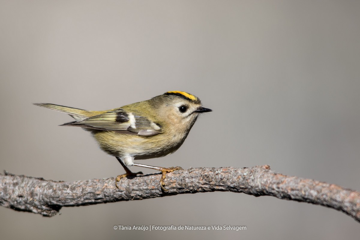 Goldcrest - Tânia Araújo