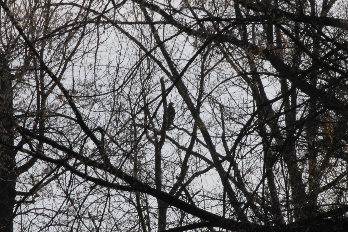 Bald Eagle - ML52383771