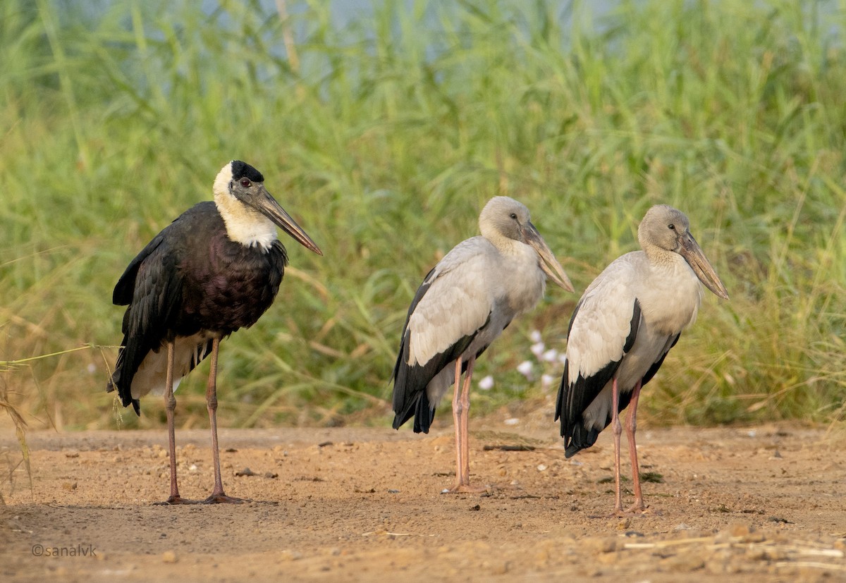 Asian Woolly-necked Stork - ML523839121