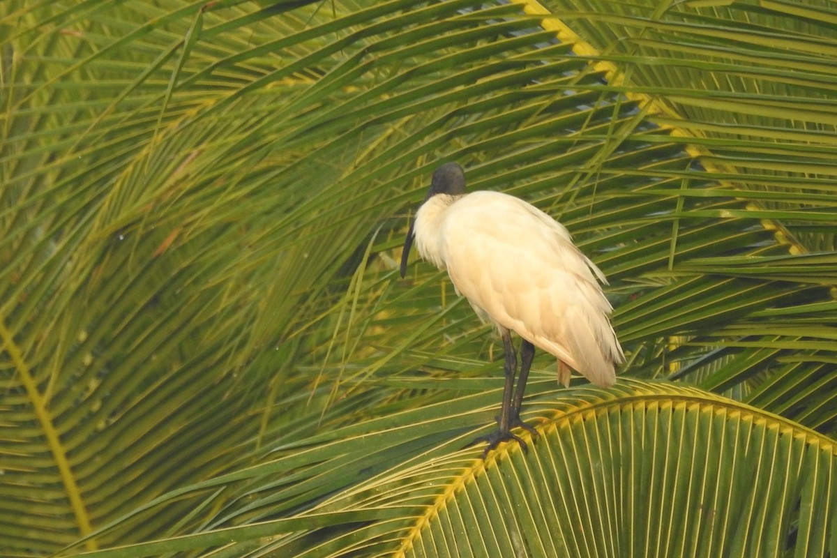 ibis černohlavý - ML523839201