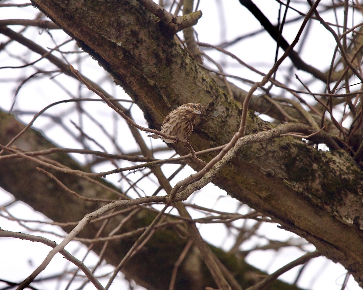 Purple Finch - ML523839501