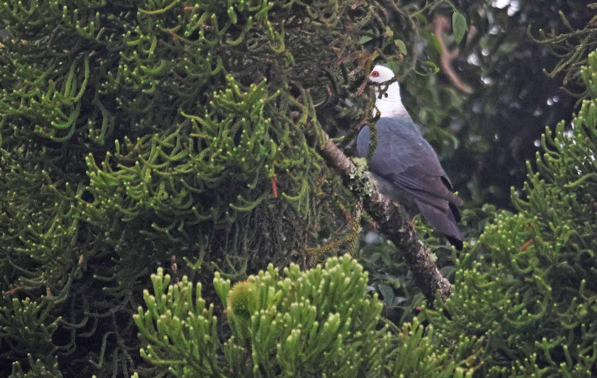 White-headed Pigeon - ML523839511