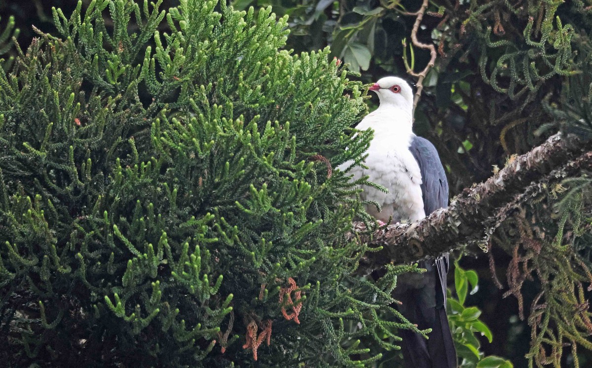 White-headed Pigeon - ML523839991