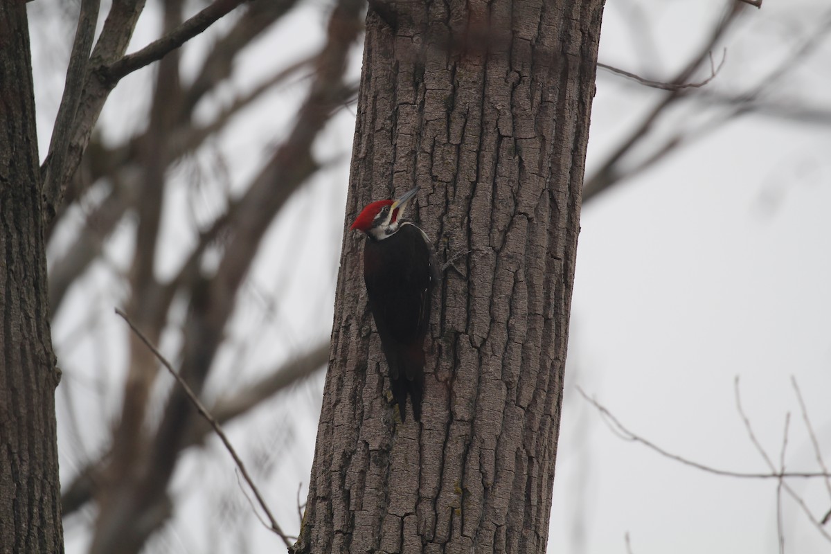 Pileated Woodpecker - Al S