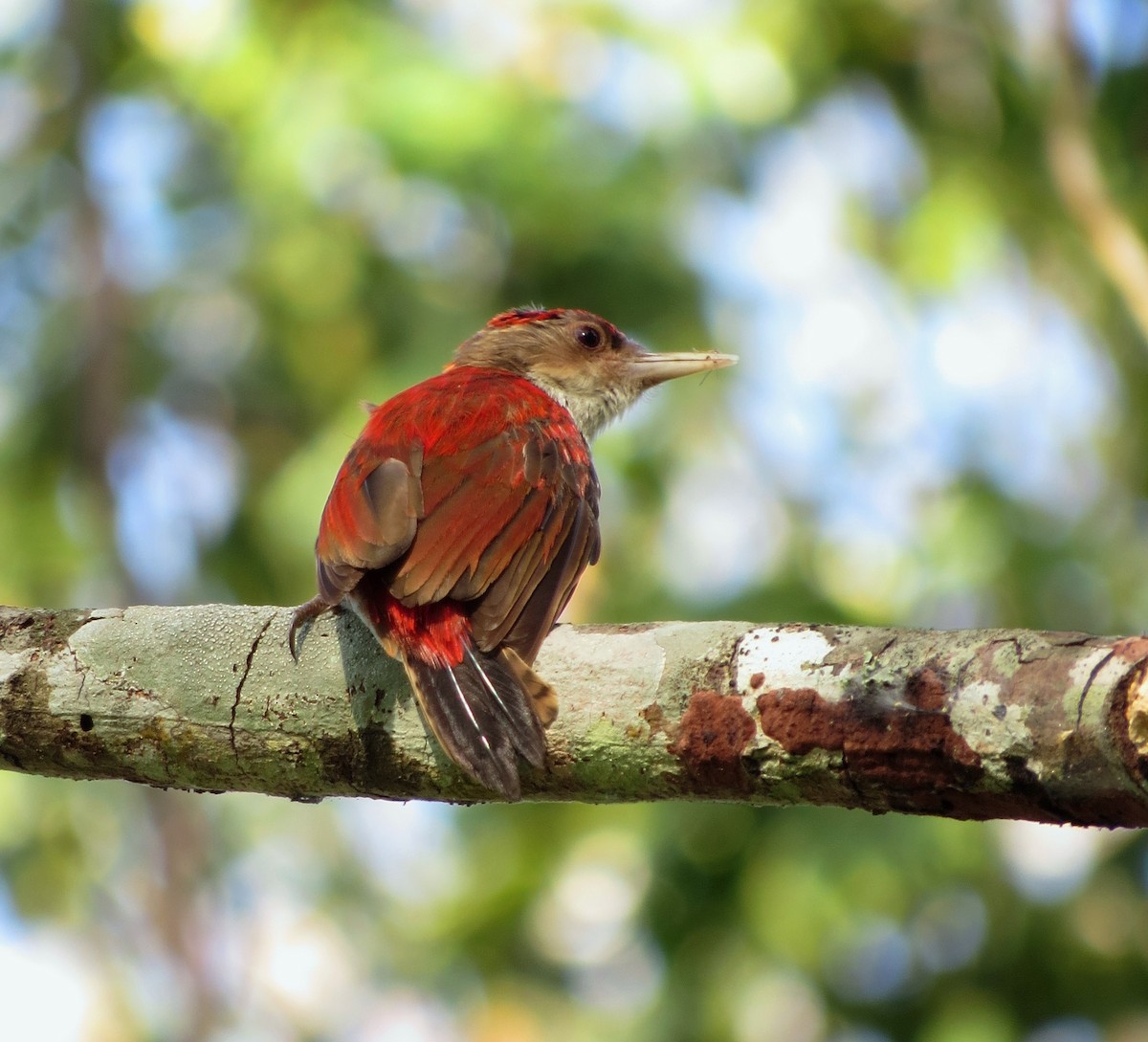 Scarlet-backed Woodpecker - ML523840681
