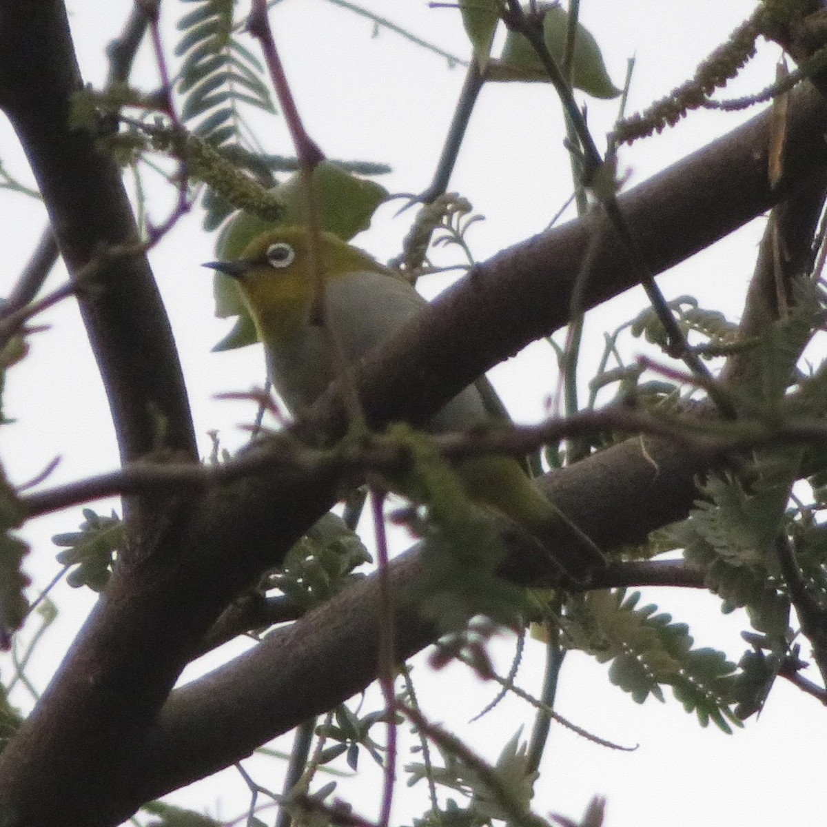 Indian White-eye - ML523840741