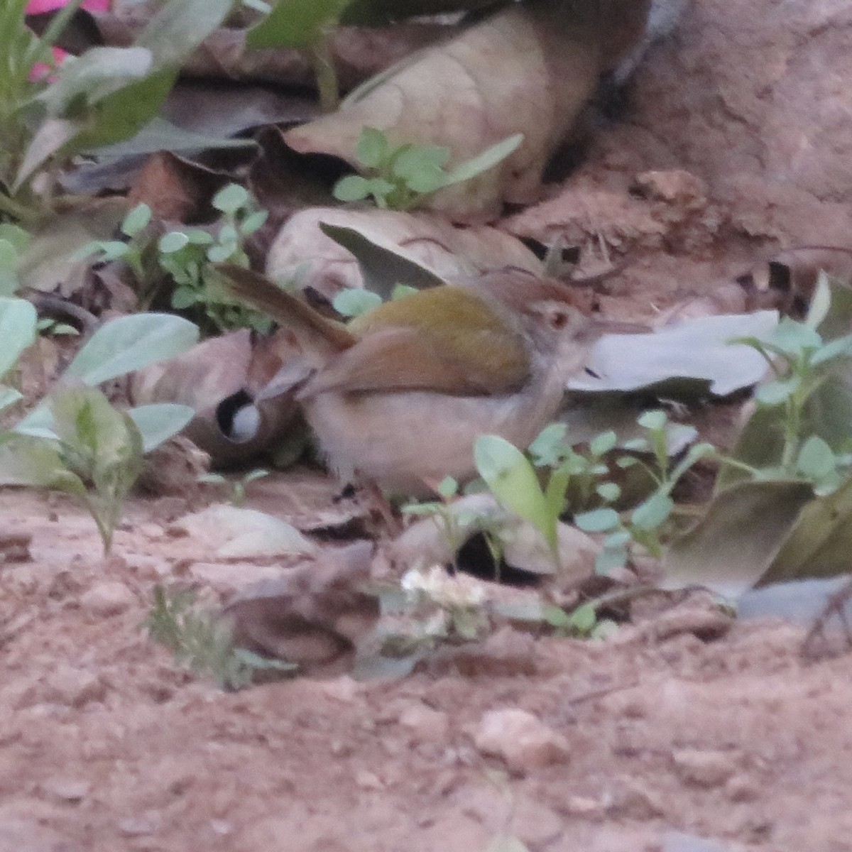 Common Tailorbird - ML523840761