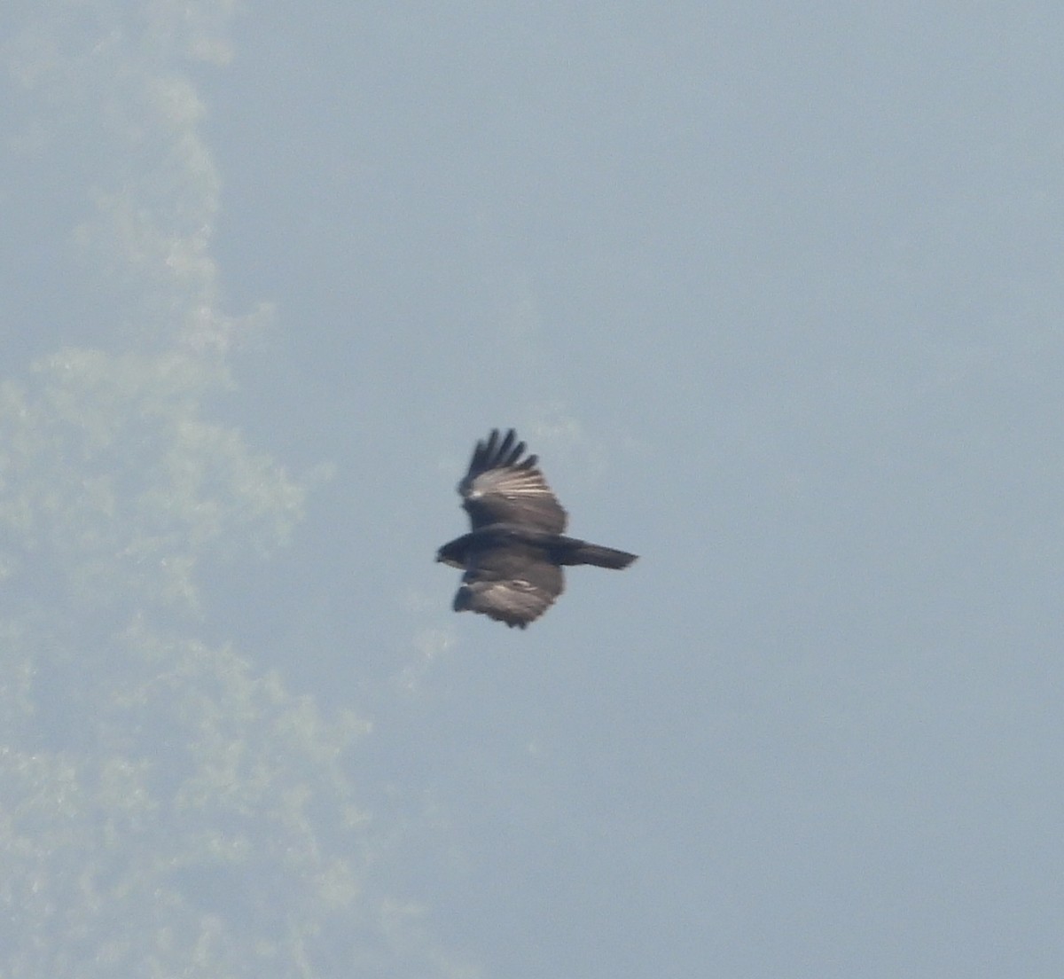 Rufous-bellied Eagle - ML523840791