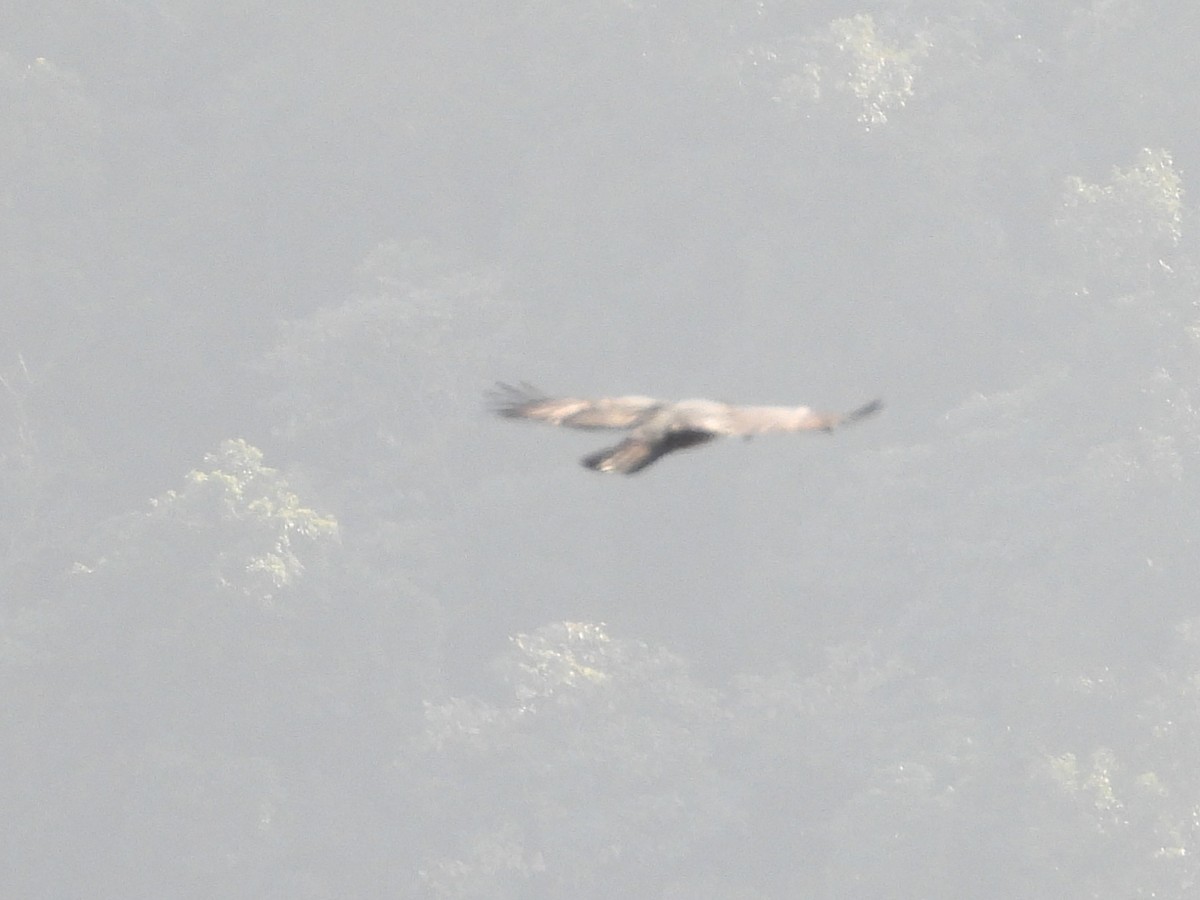 Rufous-bellied Eagle - ML523840821