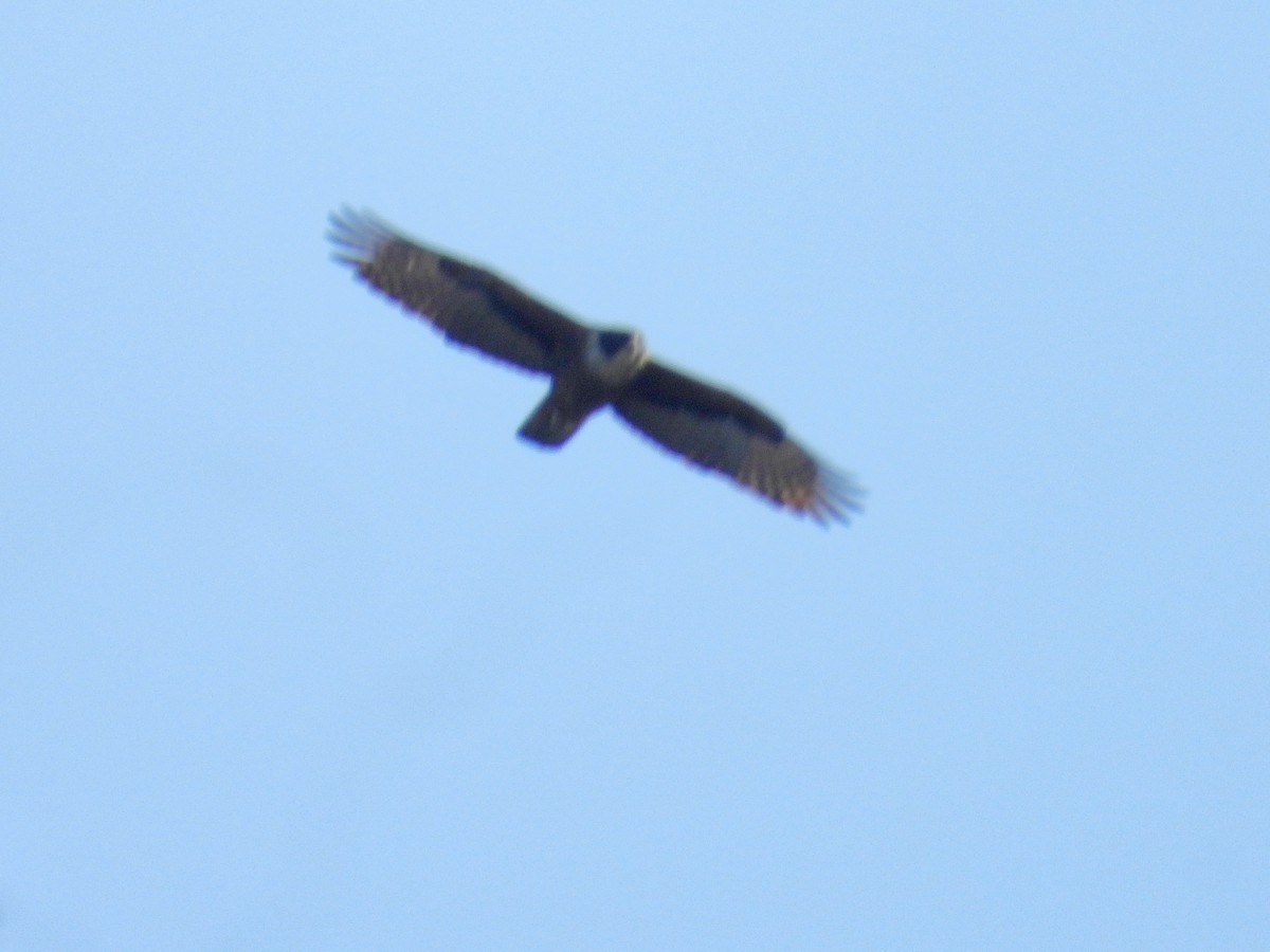 Rufous-bellied Eagle - ML523840831