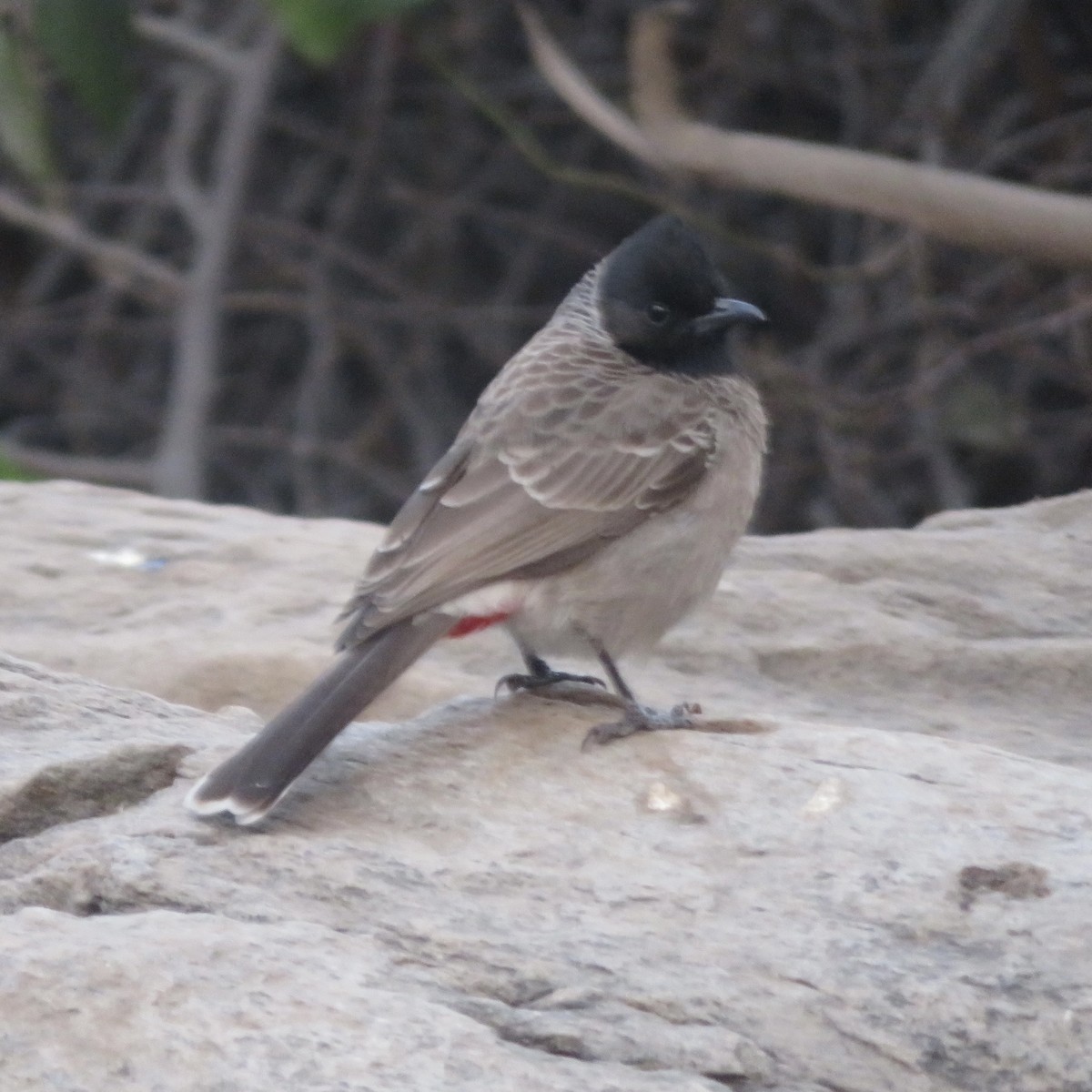 Red-vented Bulbul - ML523840841