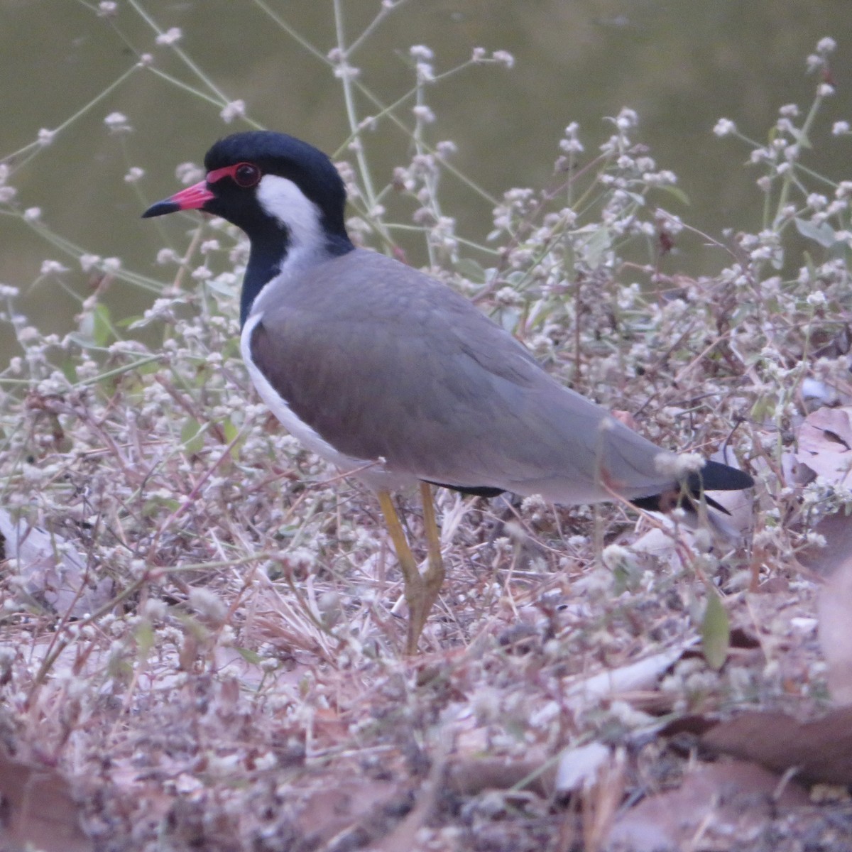 Red-wattled Lapwing - Amanda Johnston