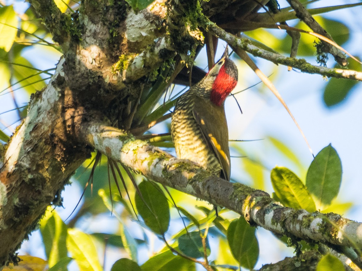 Golden-olive Woodpecker - Jim Dehnert