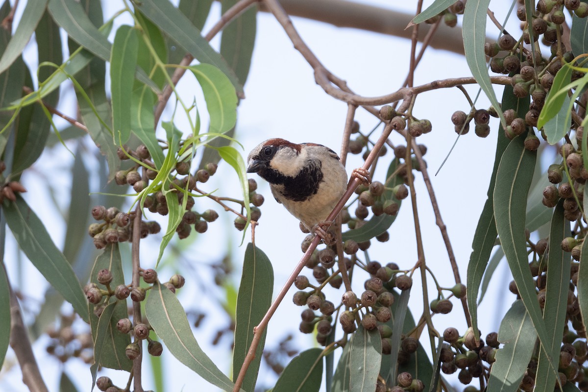 House Sparrow - ML523843751