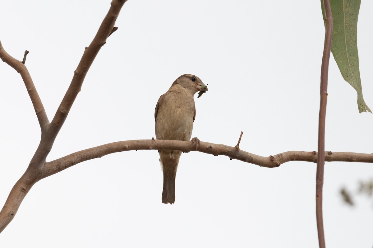 House Sparrow - ML523843881