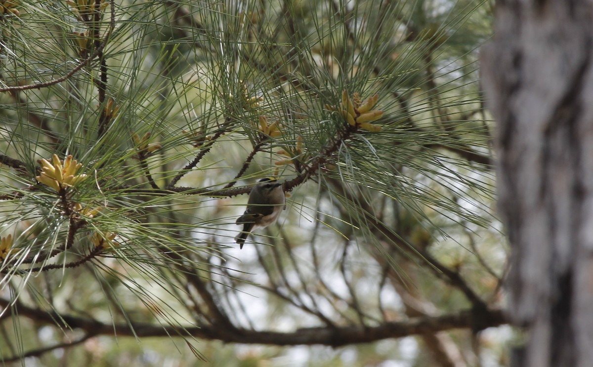 Golden-crowned Kinglet - ML52384531