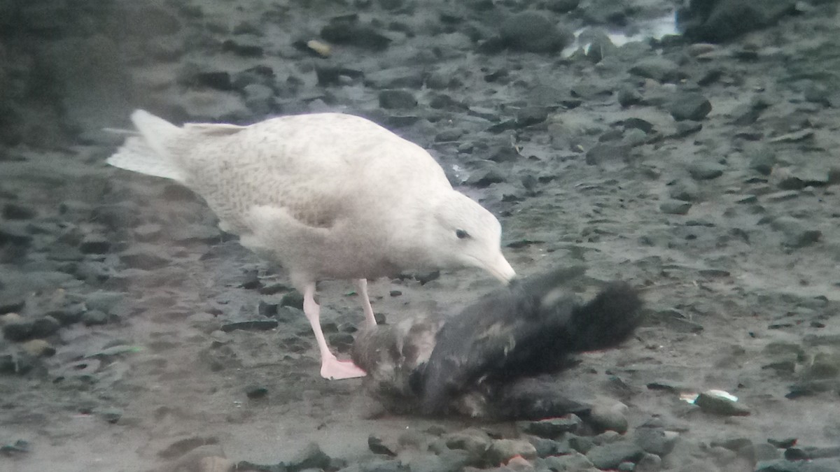 Glaucous Gull - ML523845991