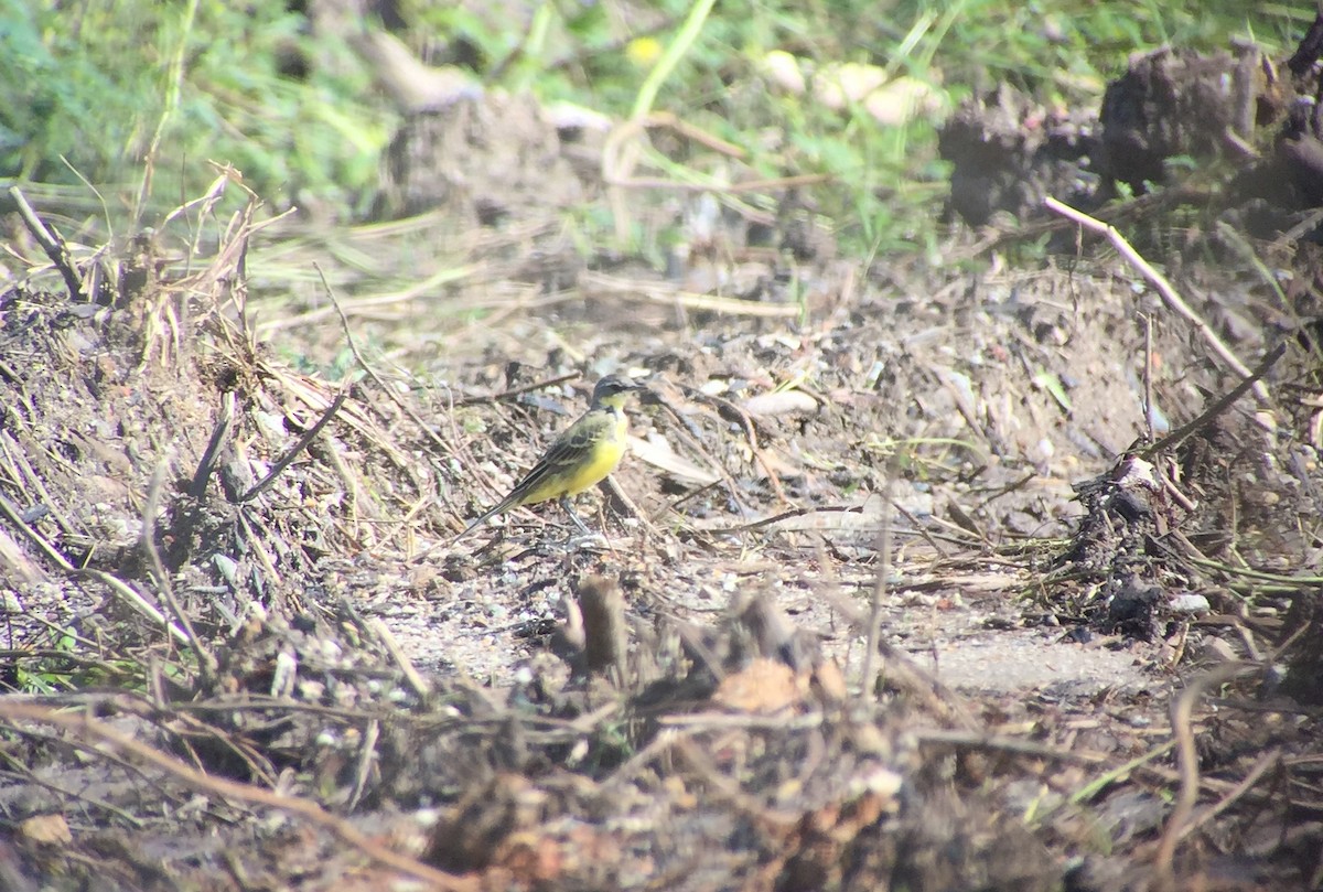 Eastern Yellow Wagtail - Martin Kennewell