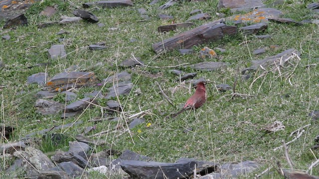 Great Rosefinch - ML523849341