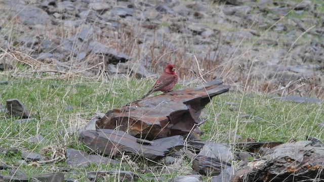 Great Rosefinch - ML523849351