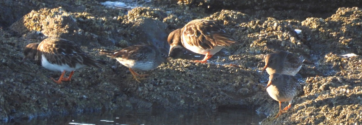 Purple Sandpiper - ML523849811