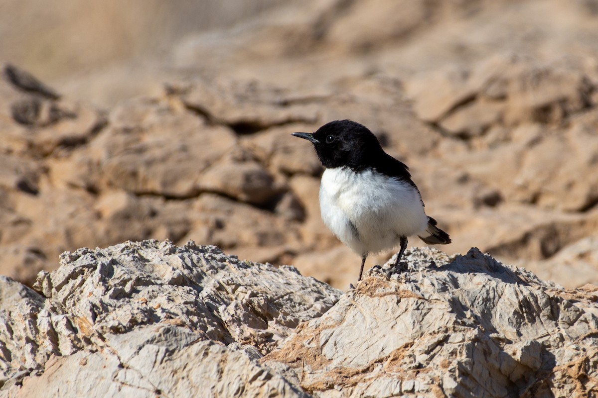 Hume's Wheatear - ML523851141