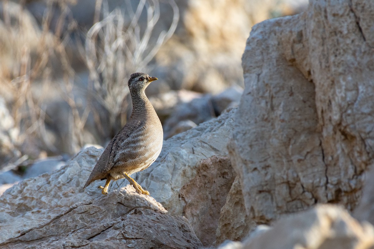 Sand Partridge - ML523851221