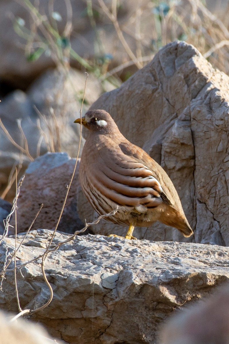 Arabienwüstenhuhn - ML523851261