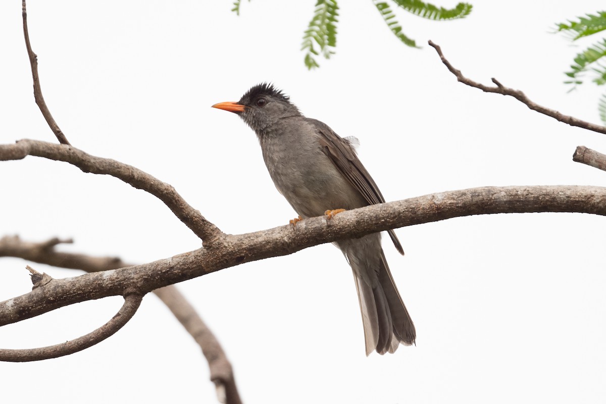 Malagasy Bulbul - ML523851801