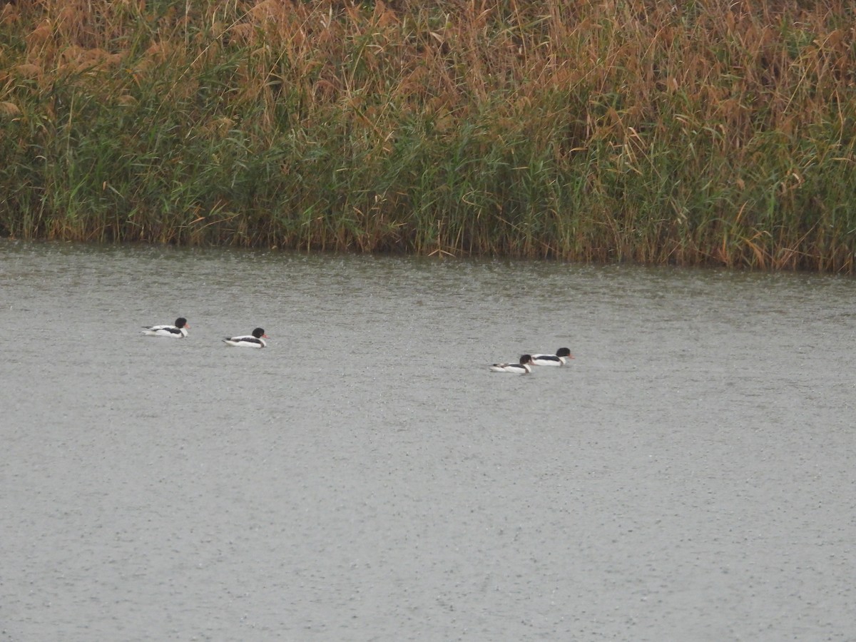 Common Shelduck - ML523852871