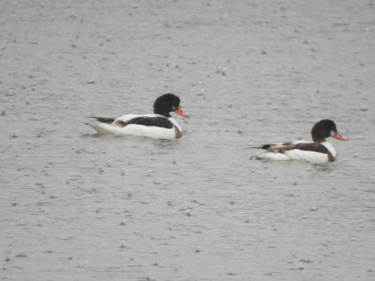 Common Shelduck - ML523852881