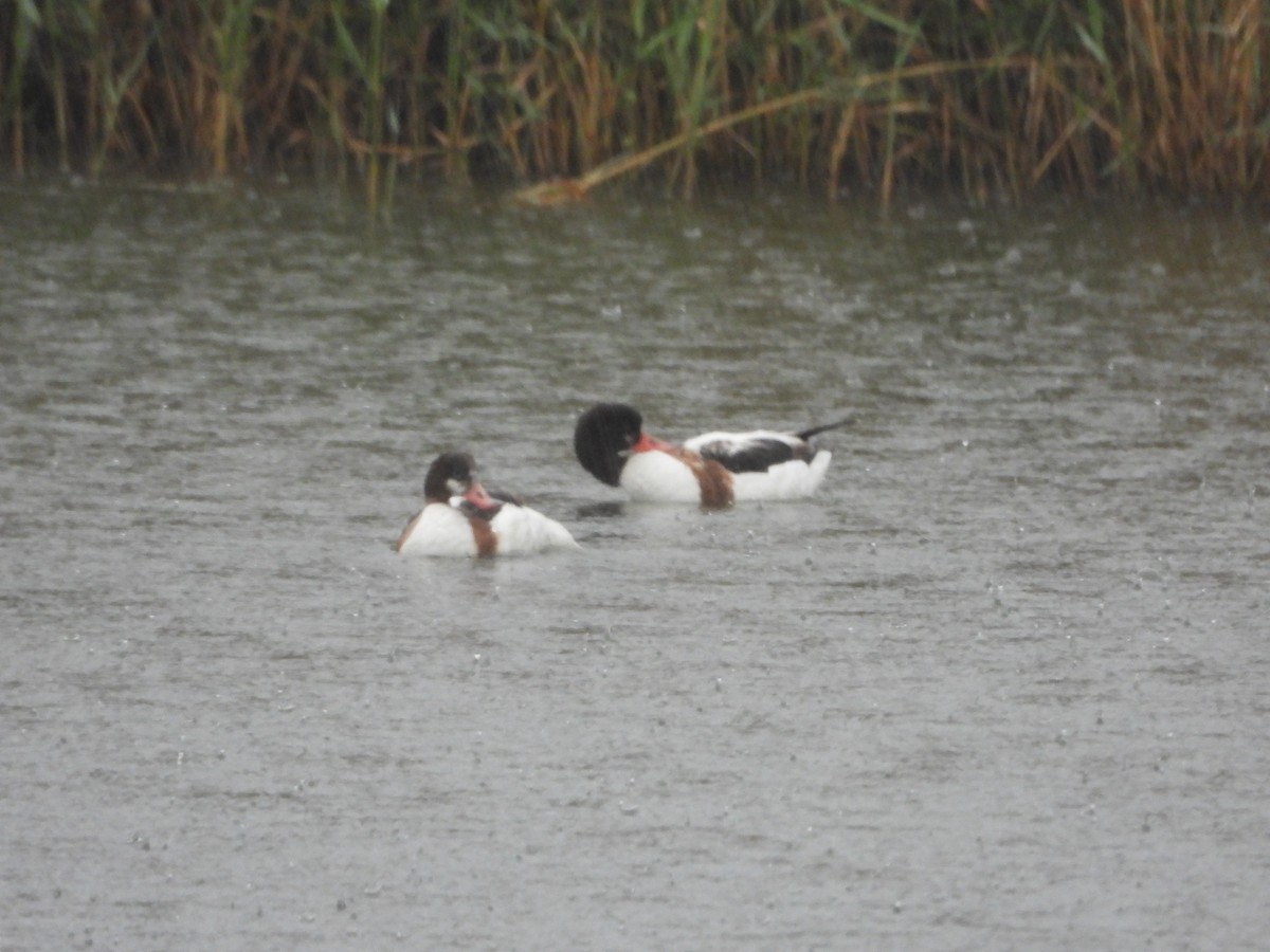 Common Shelduck - ML523852891