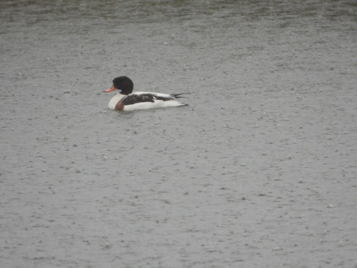 Common Shelduck - ML523852901