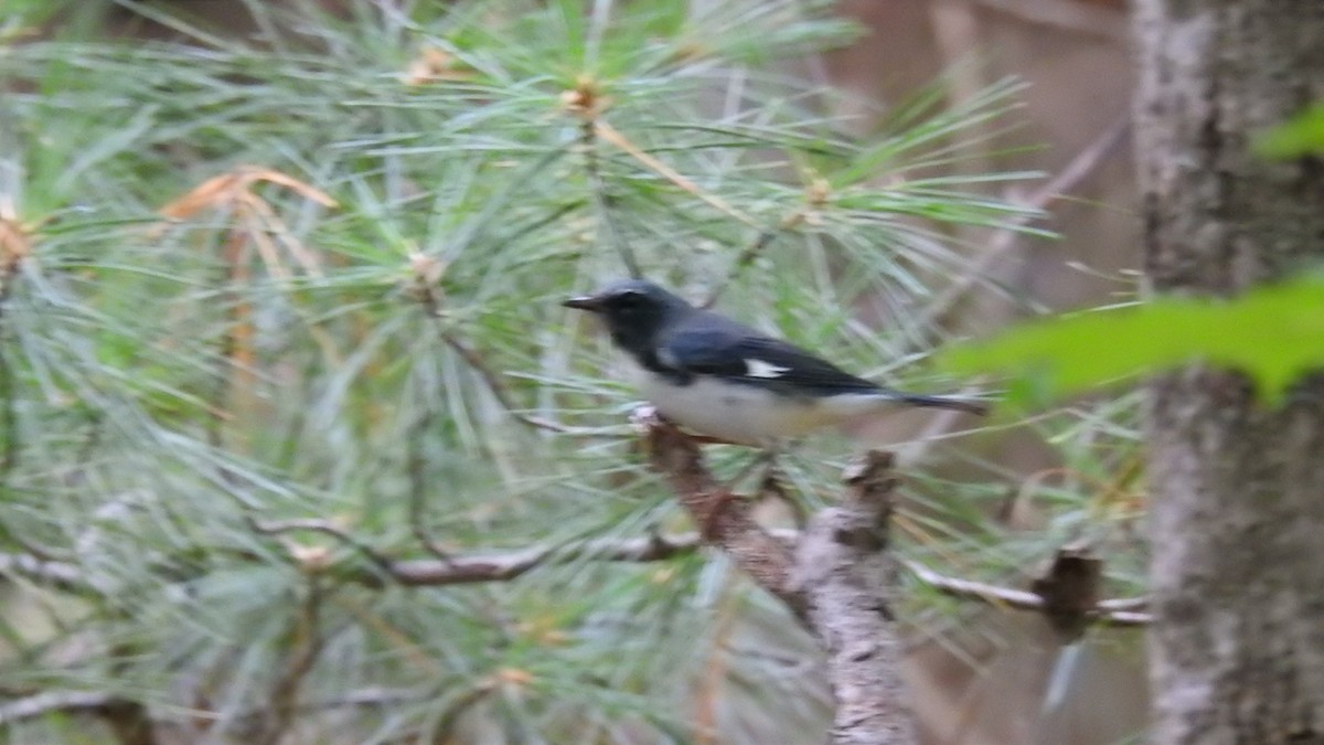 Black-throated Blue Warbler - Desmond J MacNeal