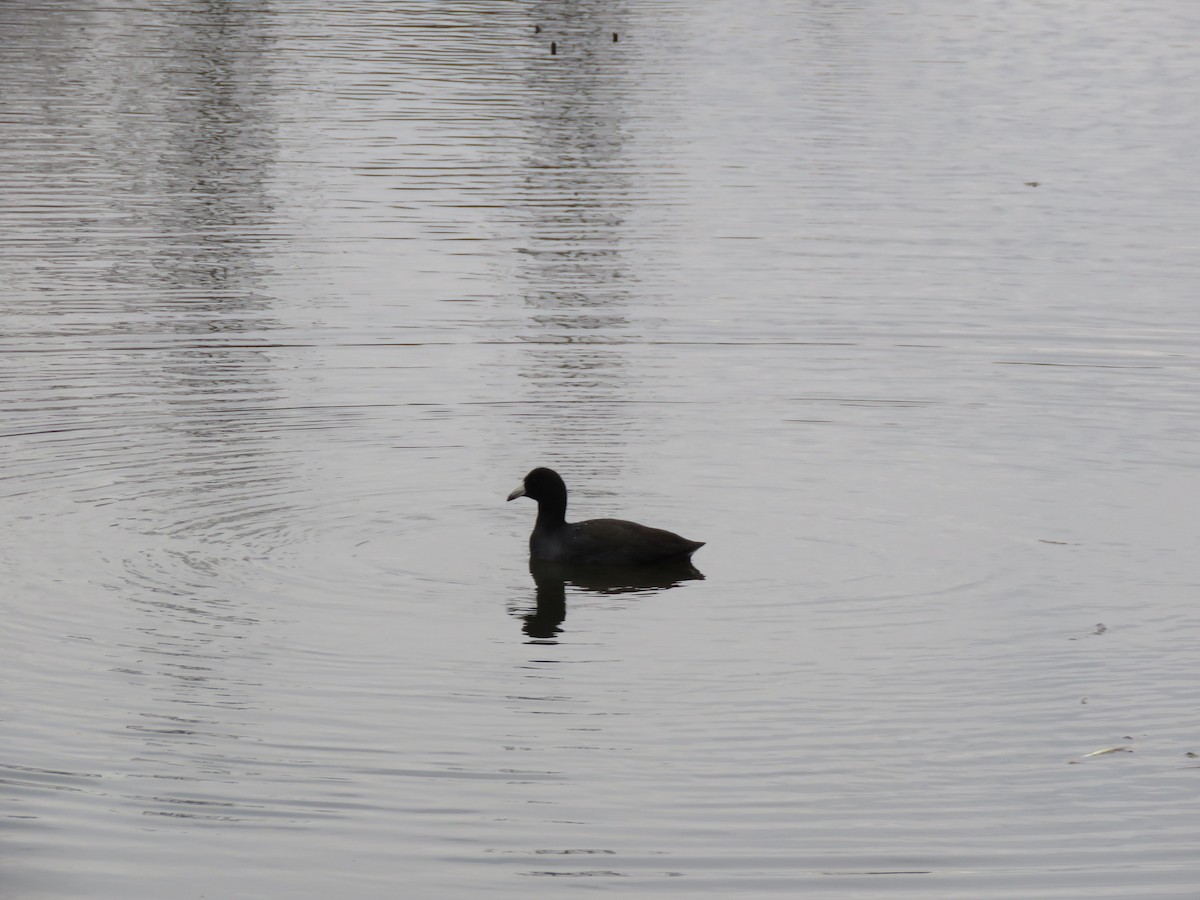 American Coot - ML523853221