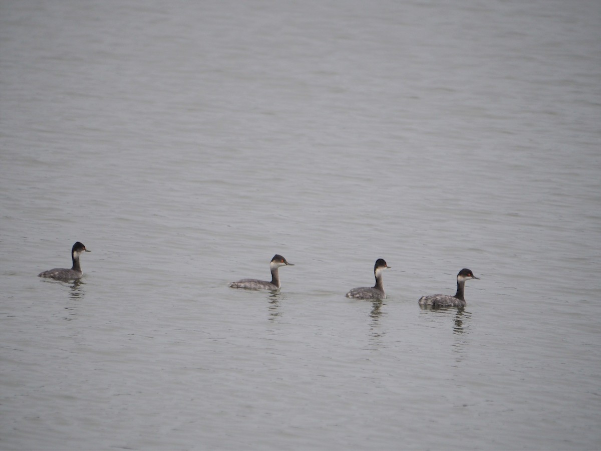 Eared Grebe - ML523853831