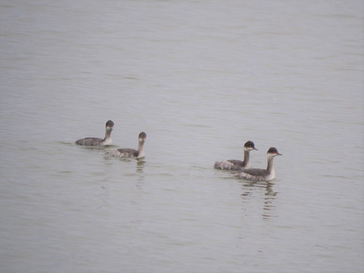 Eared Grebe - ML523853841