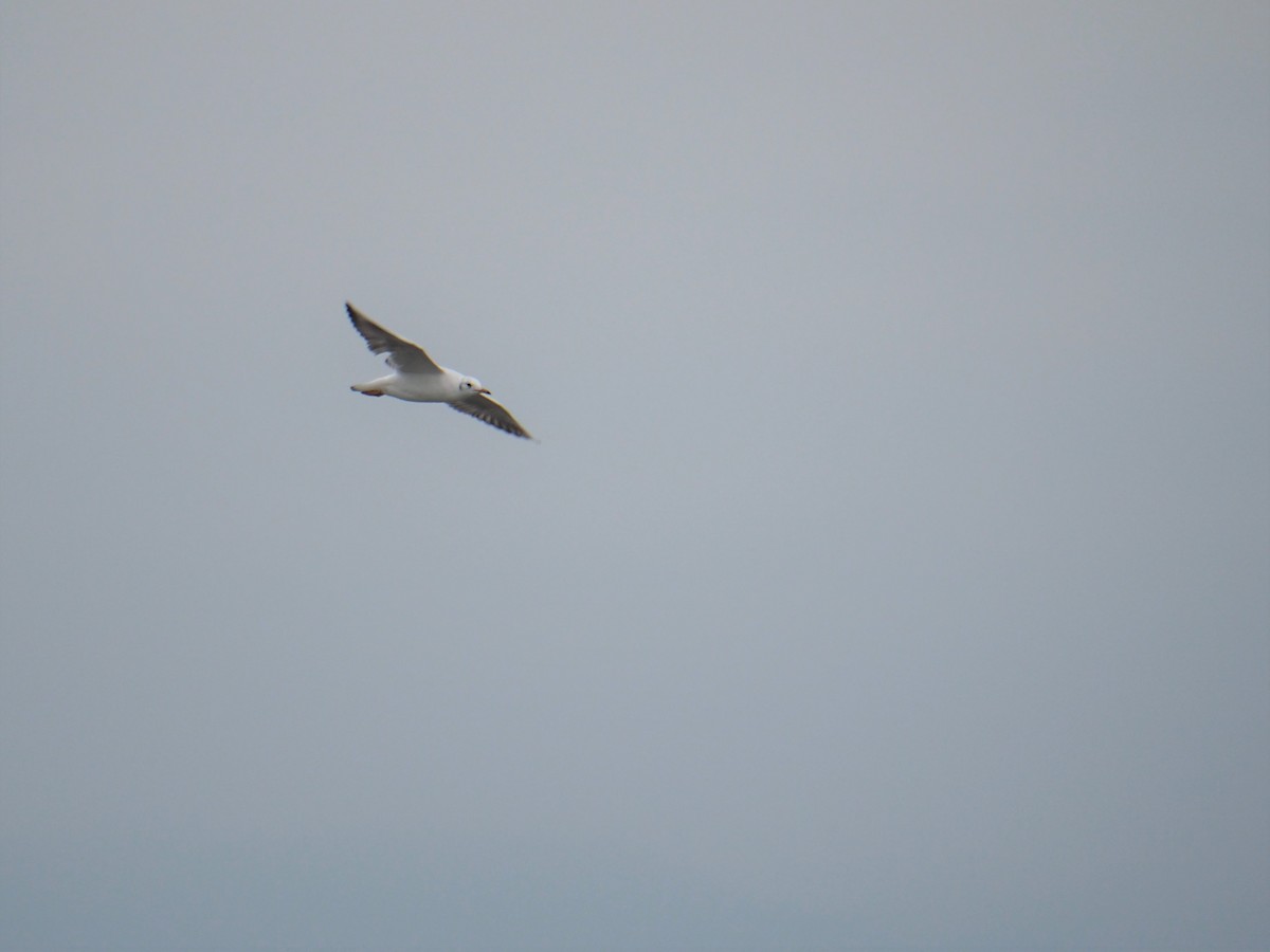 Black-headed Gull - ML523853951