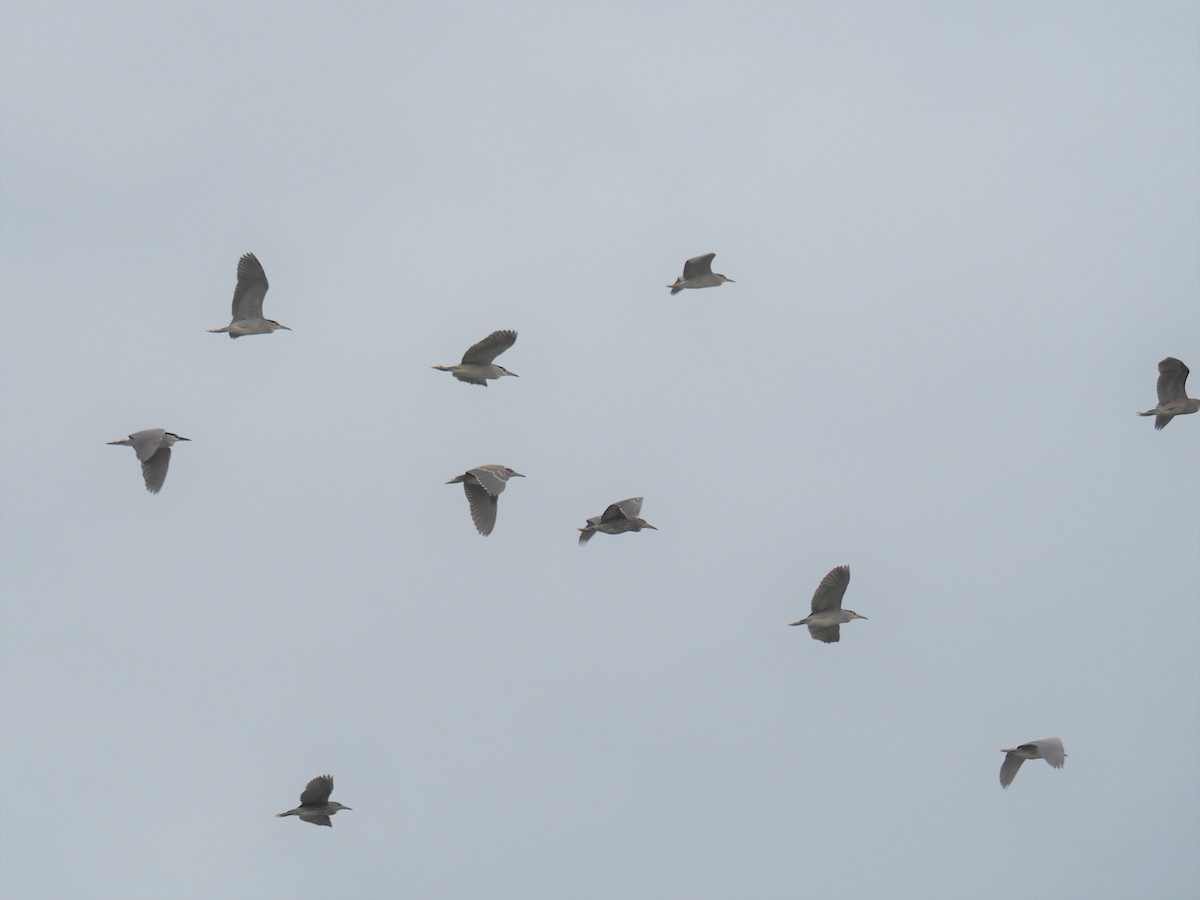 Black-crowned Night Heron - ML523854041