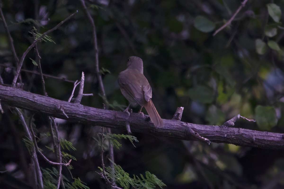 Rusty-tailed Flycatcher - ML523854311