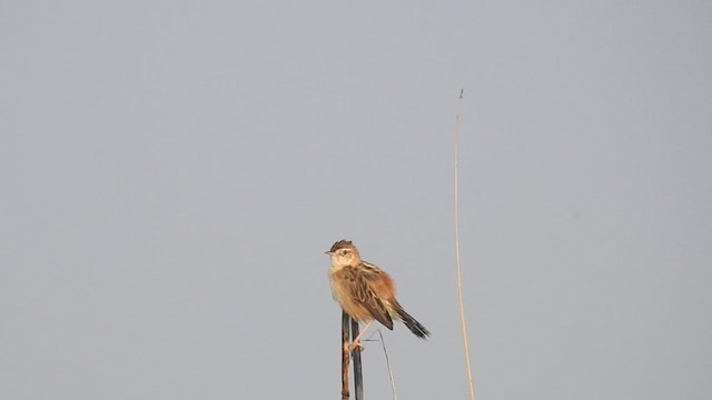 Zitting Cisticola - ML523854381