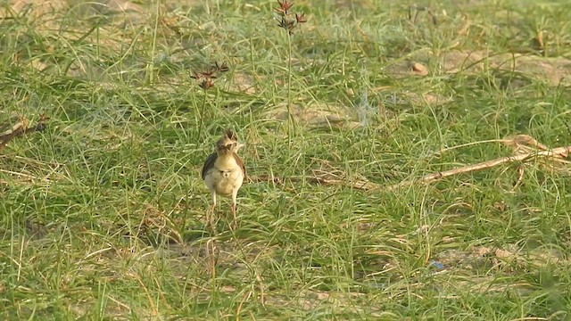 Oriental Skylark - ML523854481