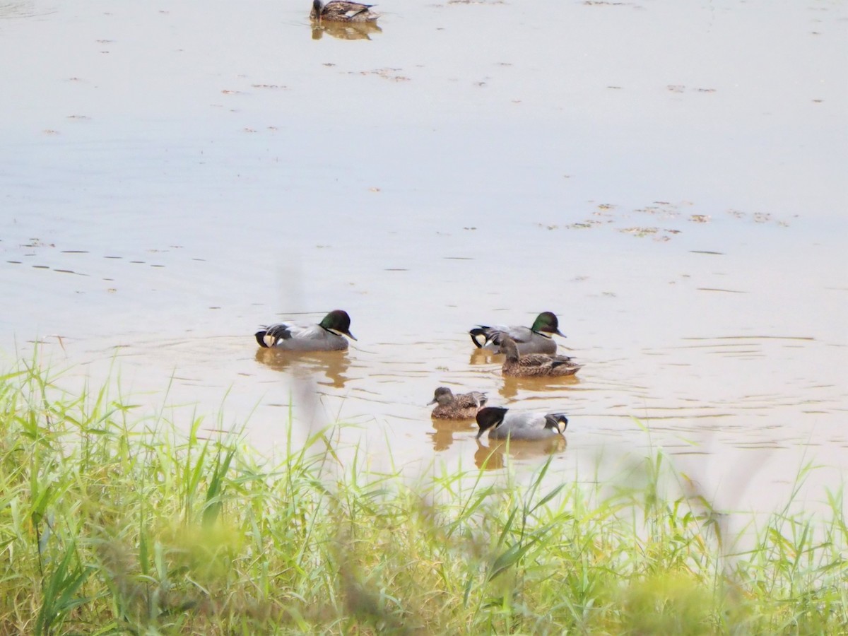 Falcated Duck - ML523854491