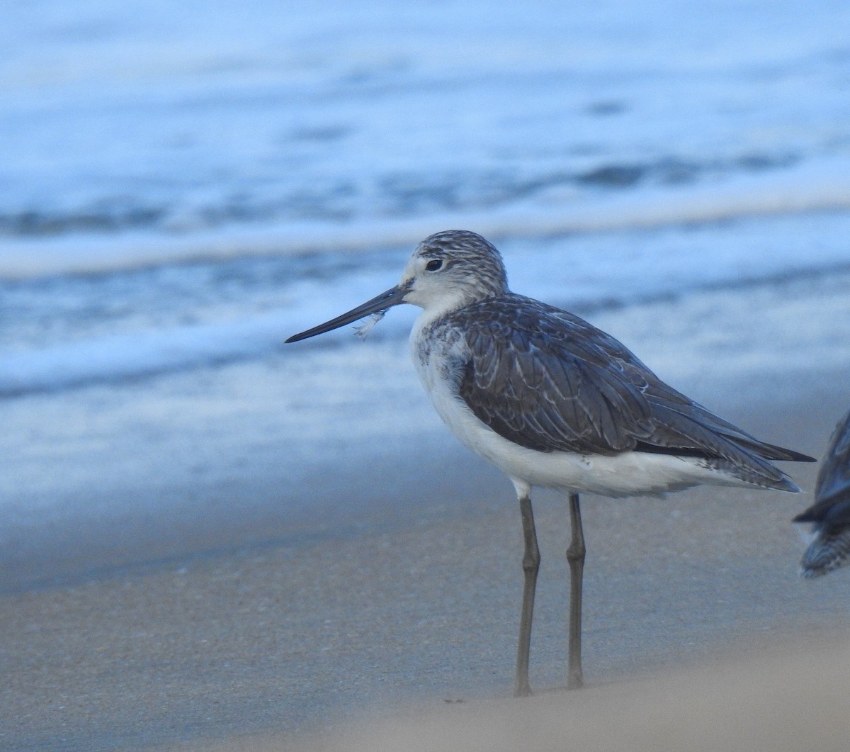 Үхэр хөгчүү - ML523854721