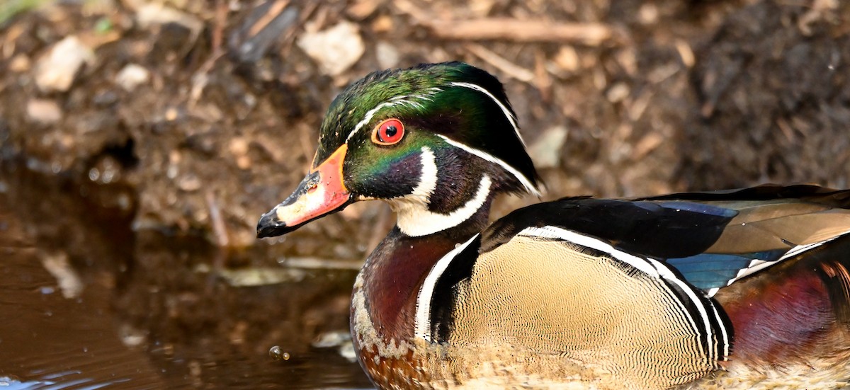 Wood Duck - ML523854761