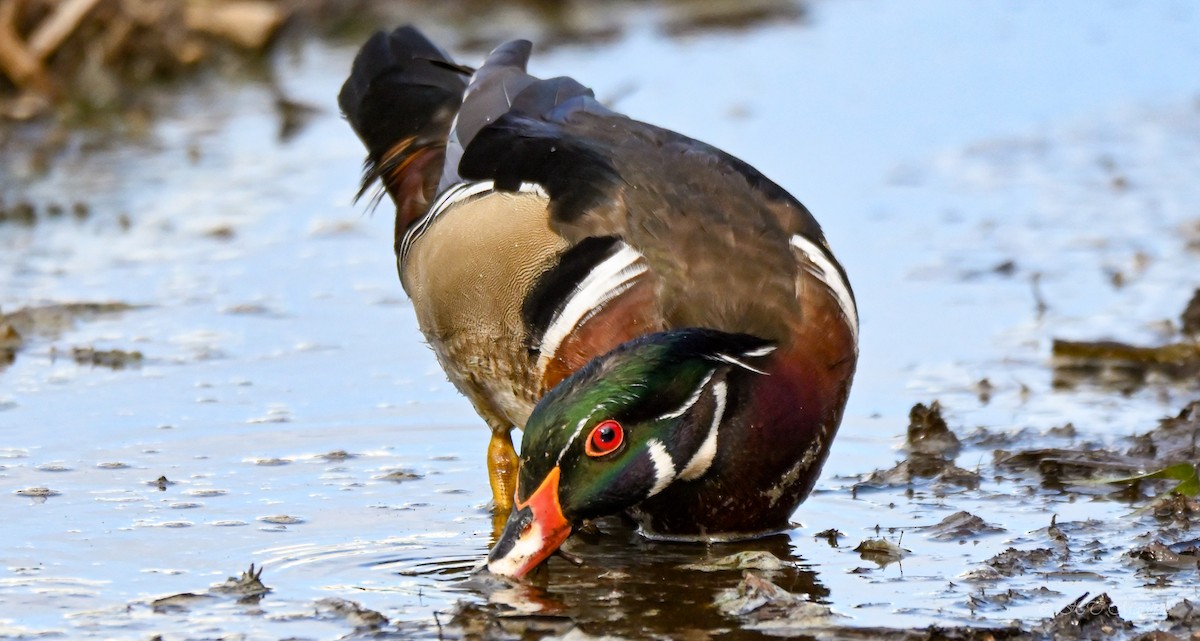 Wood Duck - ML523854771