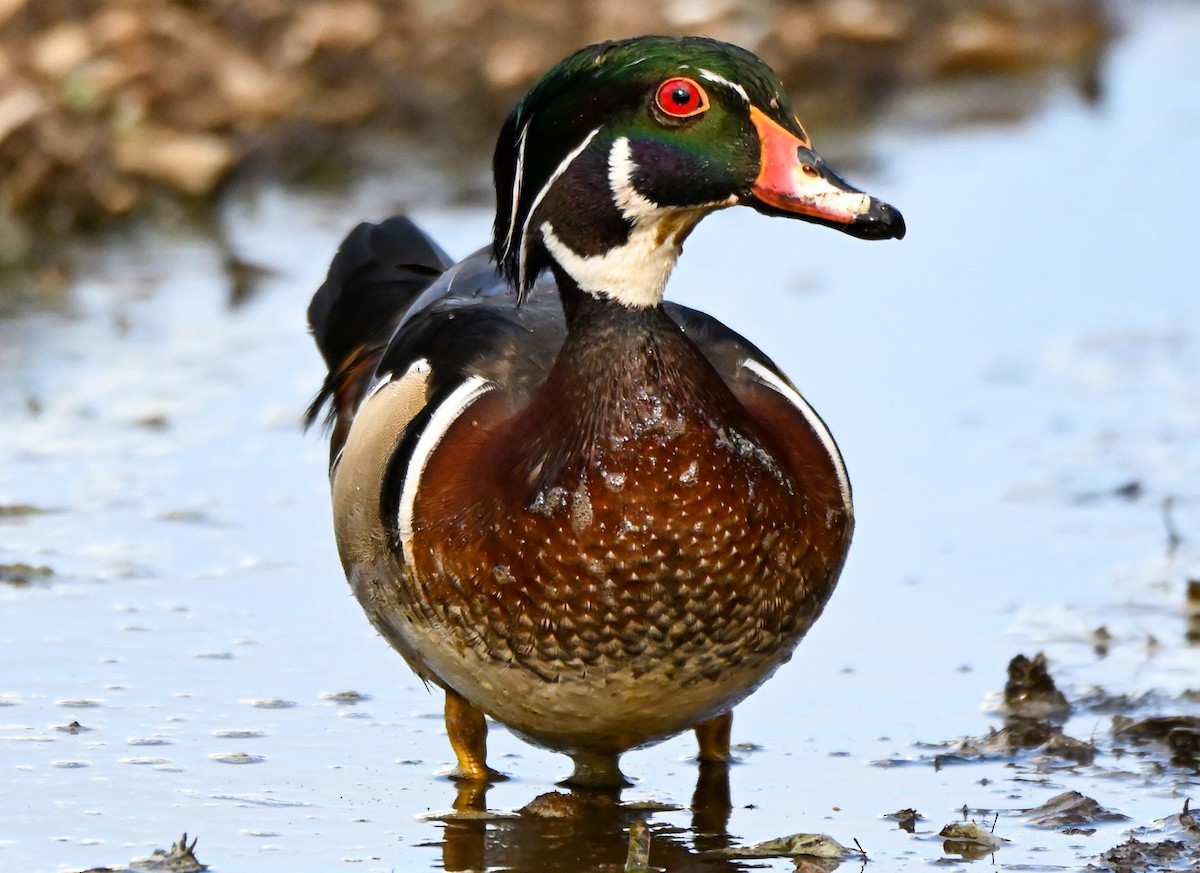 Wood Duck - ML523854781